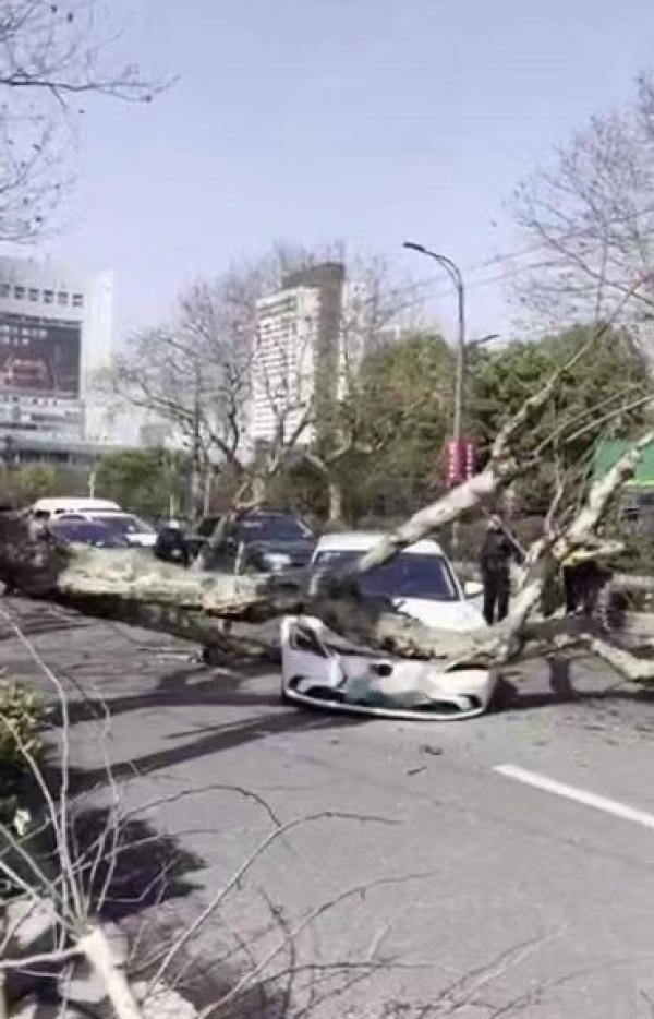 杭州闹市区一行道树断枝砸中汽车，官方：内部老化腐蚀所致